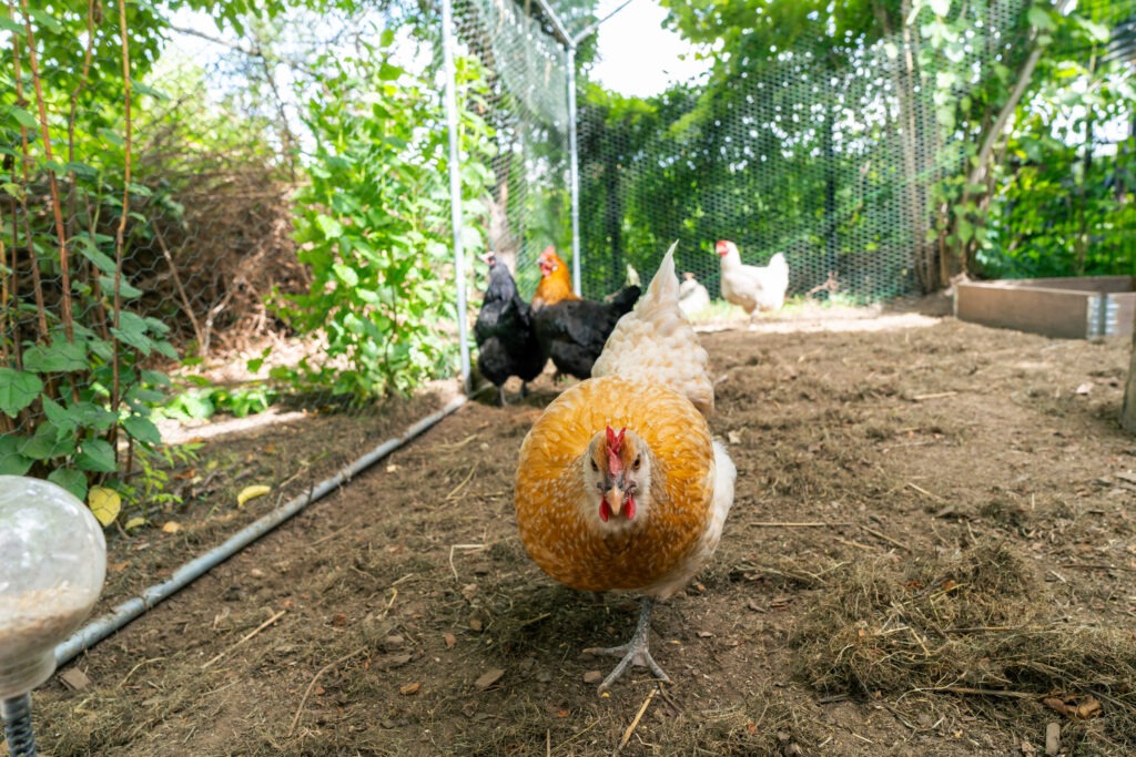 Hühner im Kita-Außengehege der Industriestraße 6 in Dresden, mit einem hellbraunen Huhn im Vordergrund und mehreren weiteren Hühnern im Hintergrund – natürlicher Lernort für Kinder.