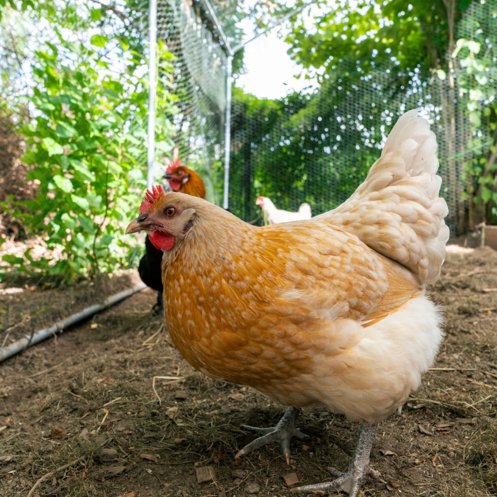 Hühner im Kita-Außengehege der Industriestraße 6 in Dresden, mit einem hellbraunen Huhn im Vordergrund und mehreren weiteren Hühnern im Hintergrund – natürlicher Lernort für Kinder.